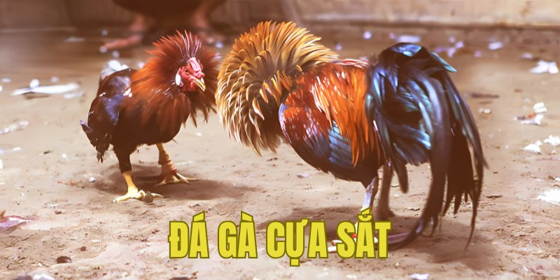 Banner www.concentric.vn